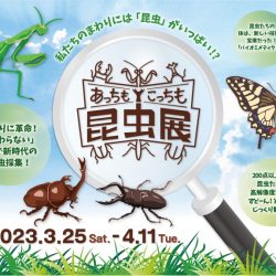【はこだてみらい館】あっちもこっちも昆虫展