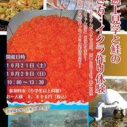 鮭の遡上見学と鮭の捌き方・イクラ作り体験
